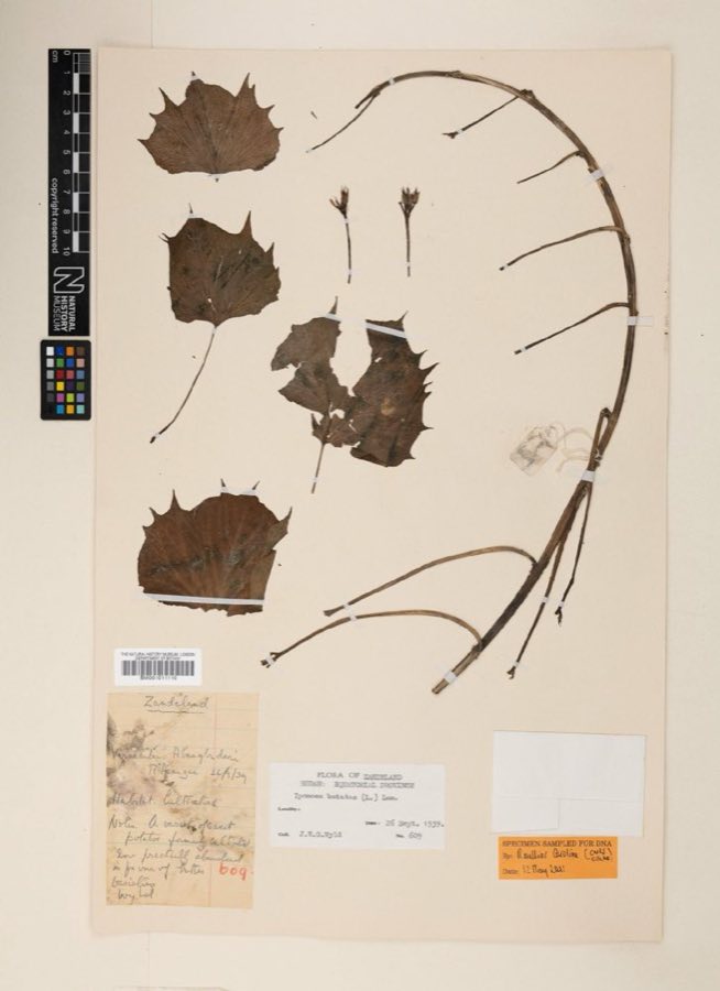 Jasper — Ipomoea batatas (L.) Lam. (NHMUK BM001011110)