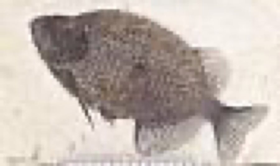 Phareodus encaustus — Phareodus acutus Leidy
