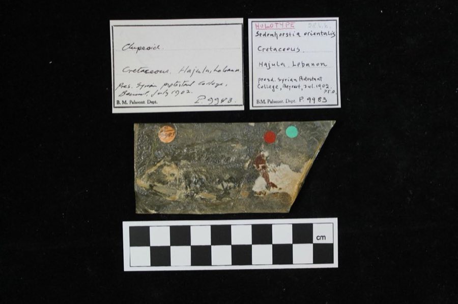 Squalicorax — Squalicorax falcatus infraphylum Gnathostomata (Agassiz) (NHMUK PV P 63243)