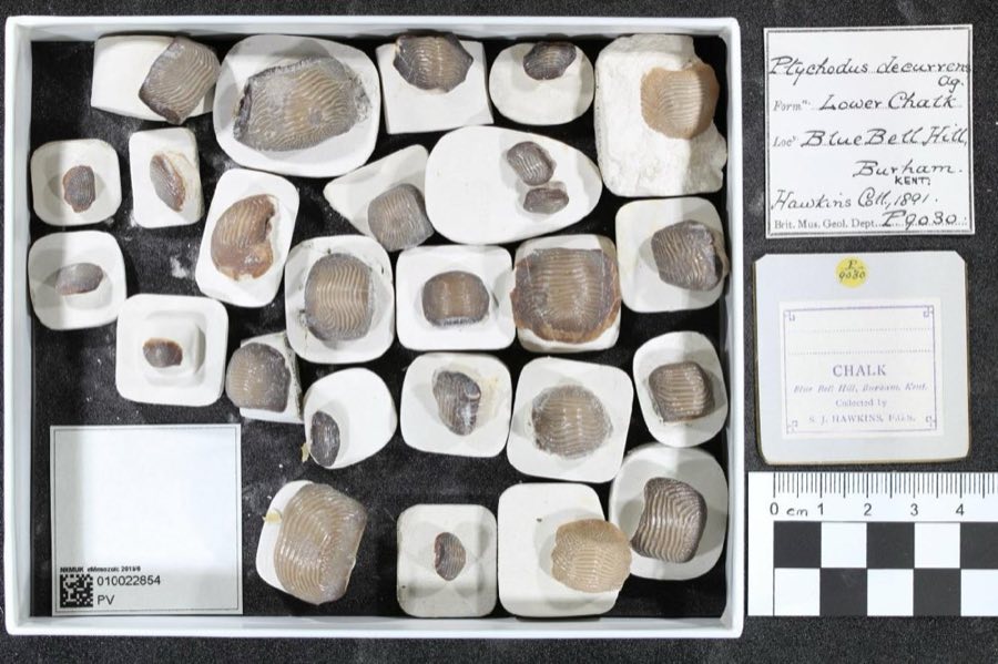 Ptychodus — Ptychodus decurrens infraphylum Gnathostomata Agassiz, 1839 (NHMUK PV P 75509 (16))