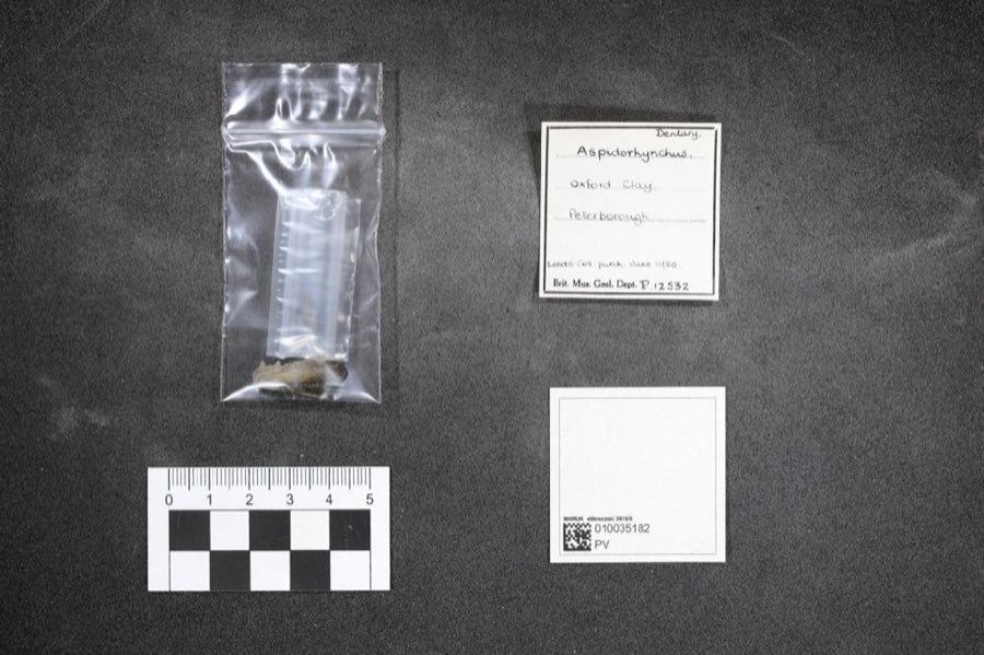 Aspidorhynchus — Aspidorhynchus Agassiz, 1933 (NHMUK PV P 12532)