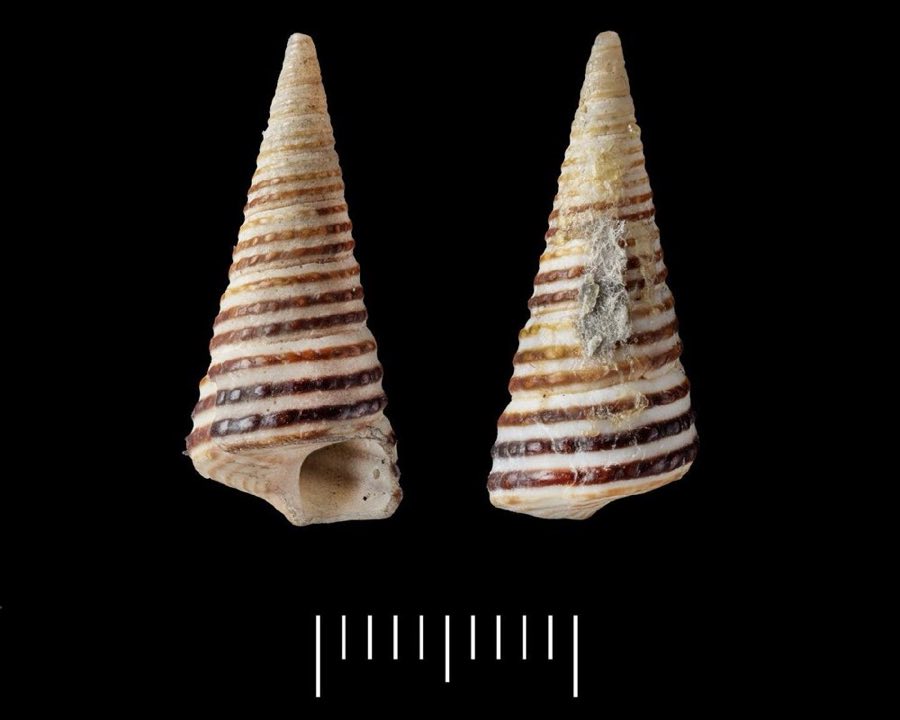 Turritella — Turritella cingulata G. B. Sowerby I, 1825, SYNTYPES (NHMUK 20220522)