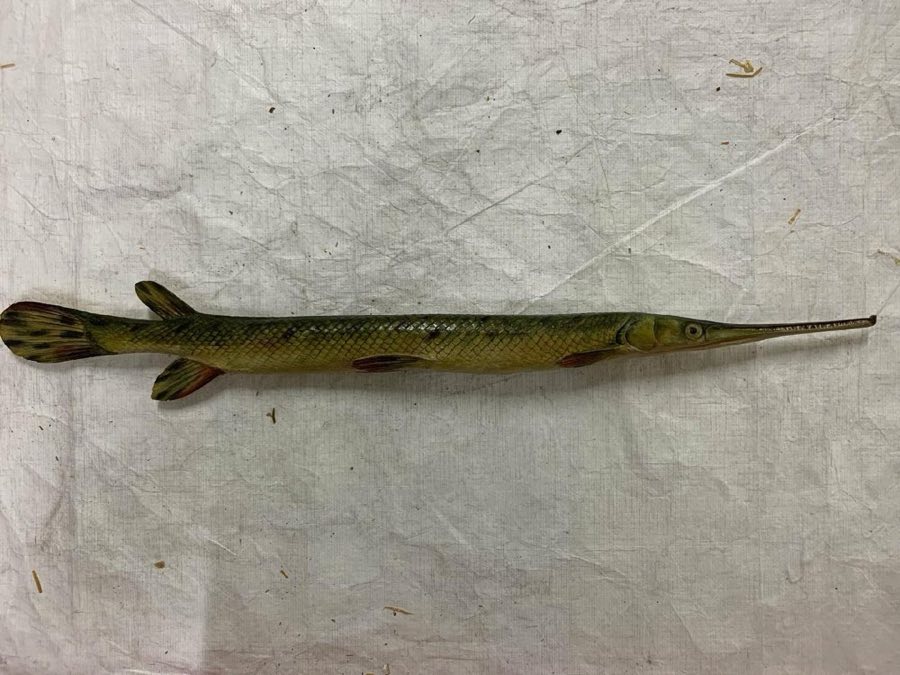 Lepisosteus — Lepisosteus sp (NHMUK 2021.8.31.244)