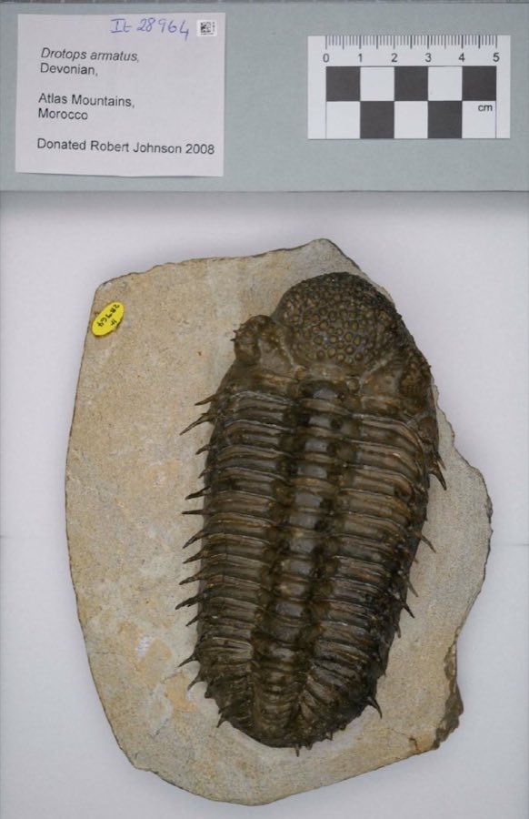 Drotops — Drotops armatus Struve, 1995 (NHMUK PI It 28964)