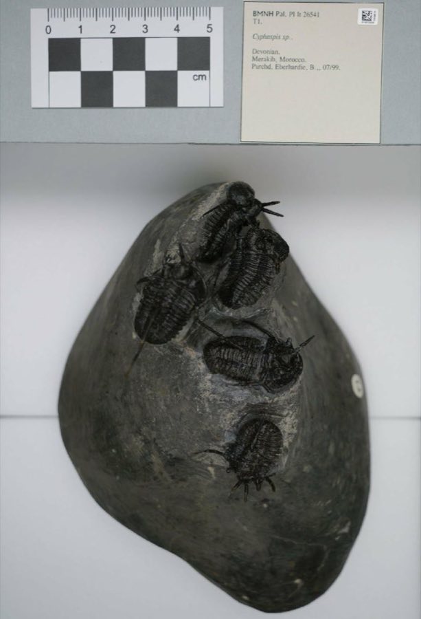 Cyphaspis — Cyphaspis sp. (NHMUK PI It 26541)