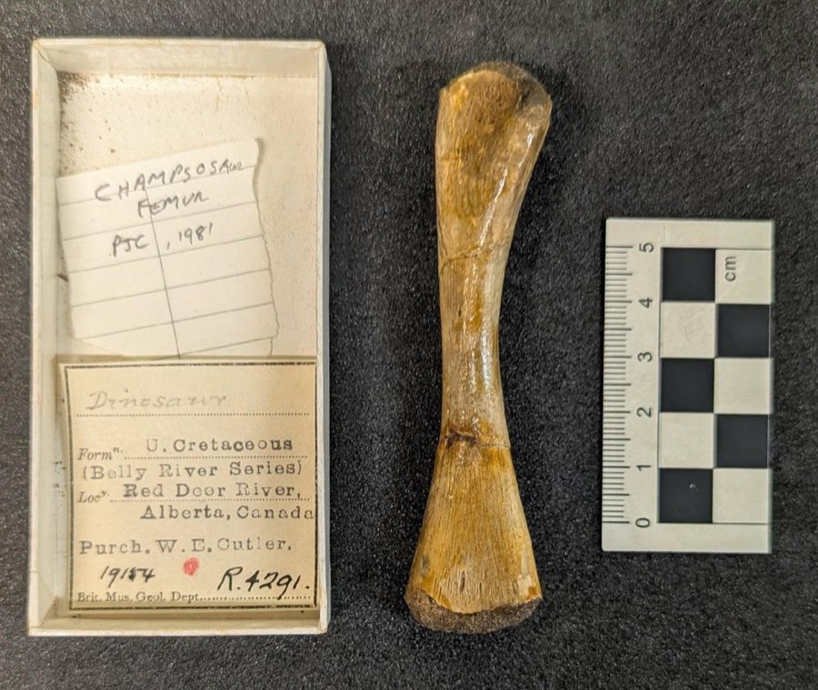 Champsosaurus — Champsosaurus Cope, 1876, NON-TYPE (NHMUK PV R 4291)