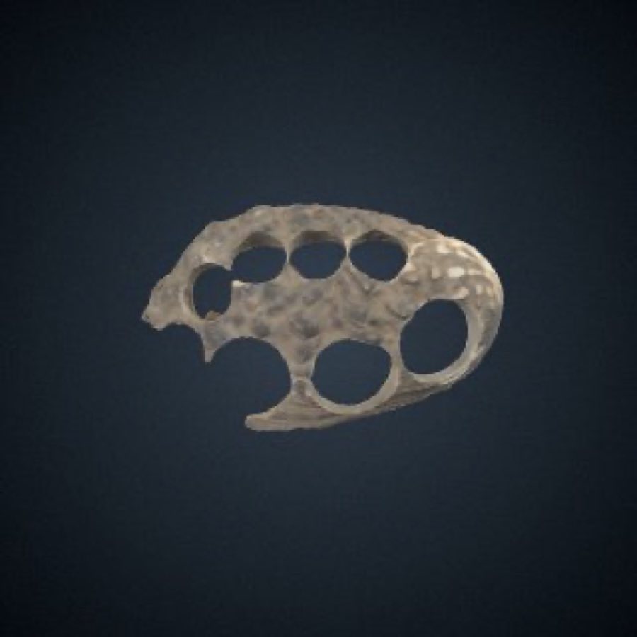 Ostrea — Ostrea denselamellosa