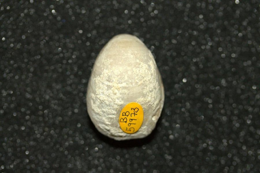 Inoceramus — Inoceramus (NHMUK PI BB 59973)