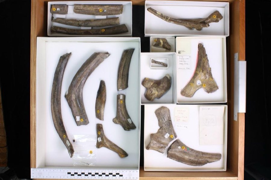 Ankylosaurus magniventris — Ankylosaurus Brown, 1908, NON-TYPE (NHMUK PV R 4451)