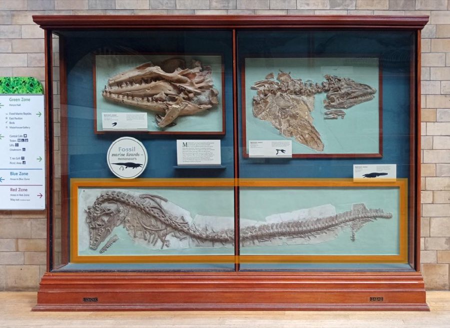 Platecarpus — Platecarpus Cope, 1869 (NHMUK PV R 3040)