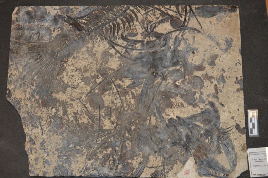 Phareodus encaustus — Phareodus encaustus Cope, 1871 (NHMUK PV P 64636 a (1) $1)