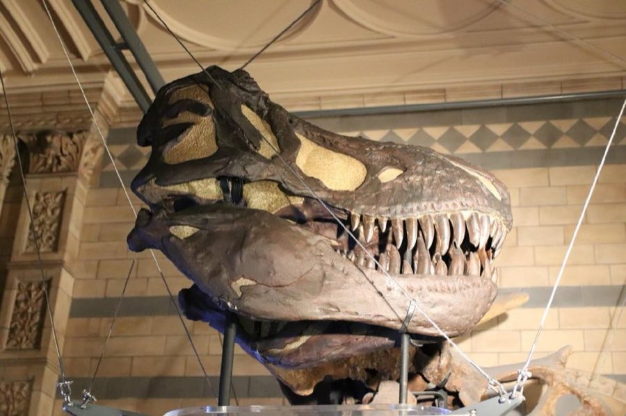 Tyrannosaurus rex — Tyrannosaurus rex Osborn, 1905, CAST OF HOLOTYPE (NHMUK PV R 3912)