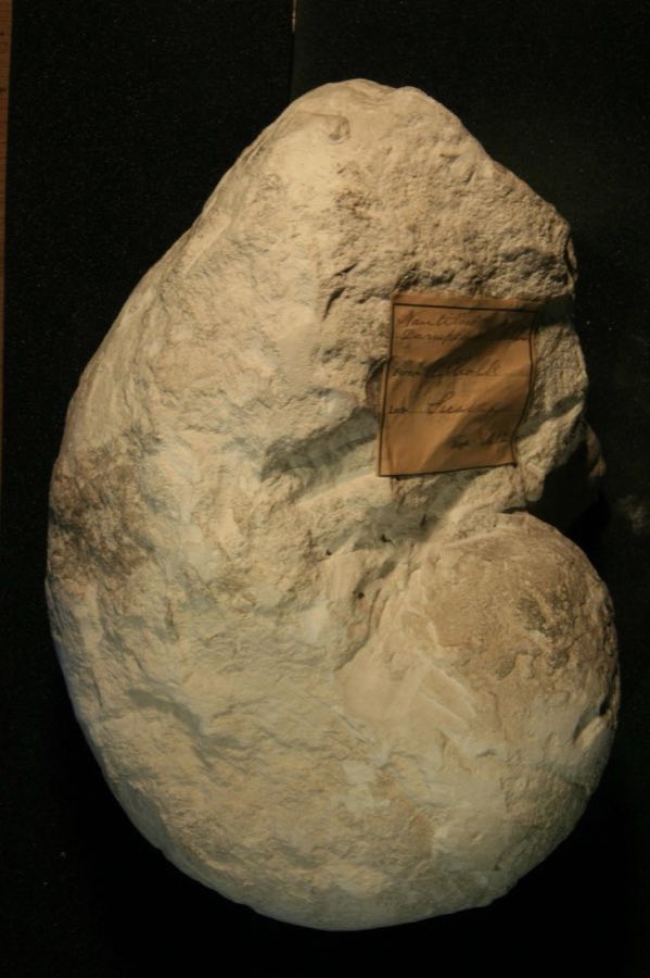 Eutrephoceras — Eutrephoceras darupense (Schlüter, 1876) (NHMUK PI OR 30212)