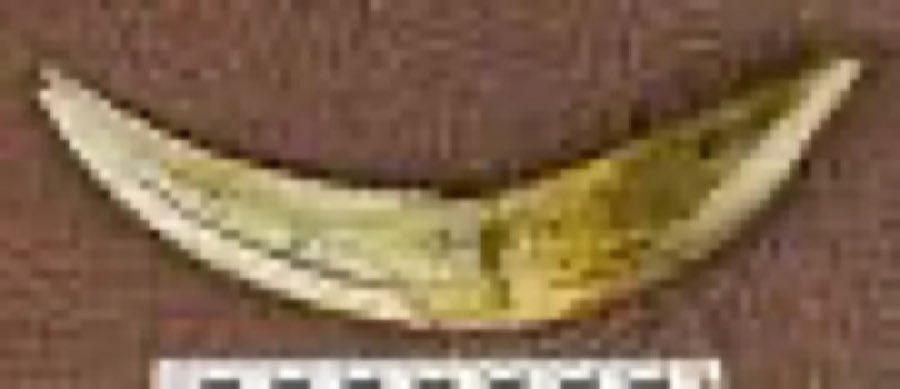 Smilodon — Smilodon fatalis (Leidy)
