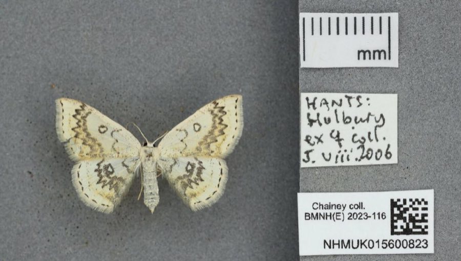 Annularia — Cyclophora annularia (Fabricius, 1775) (NHMUK NHMUK015600823)