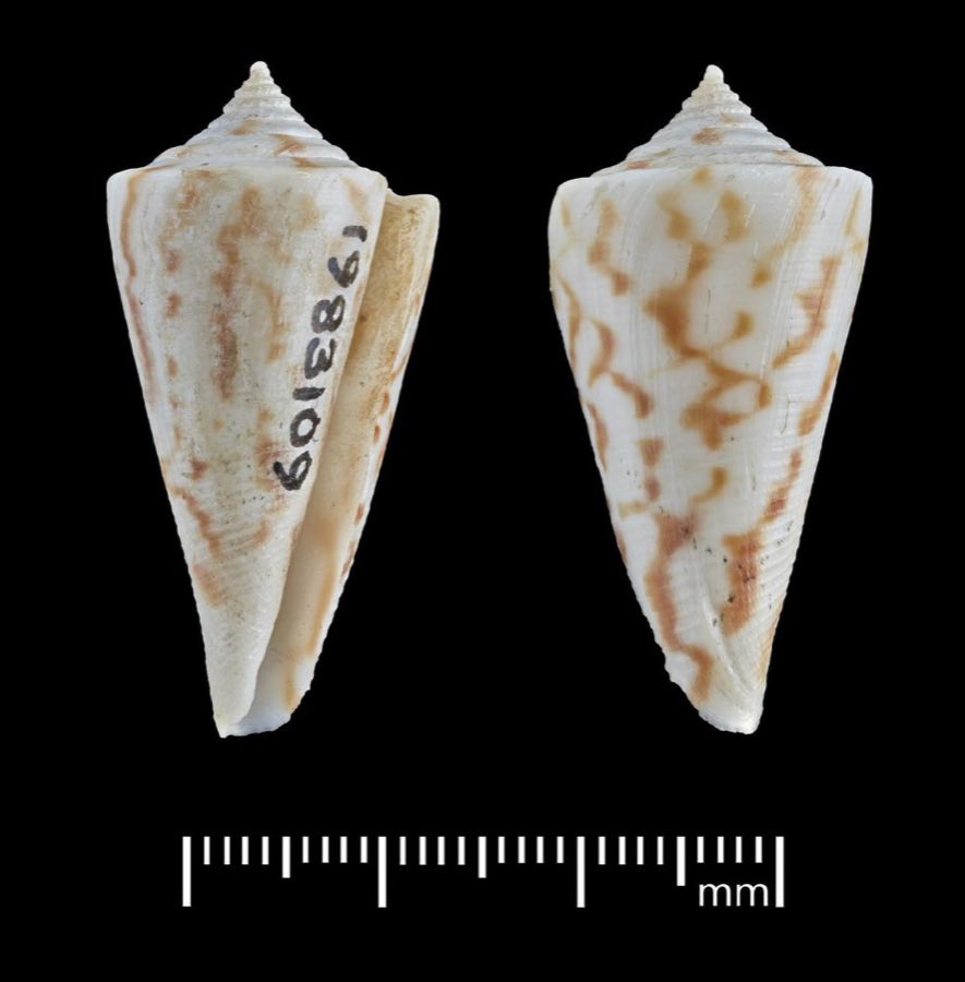 Conus — Conus clerii Reeve, 1844, SYNTYPES (NHMUK 1983109)