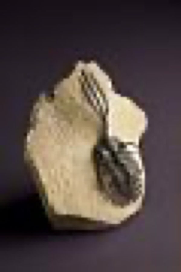 Walliserops — Walliserops sp.