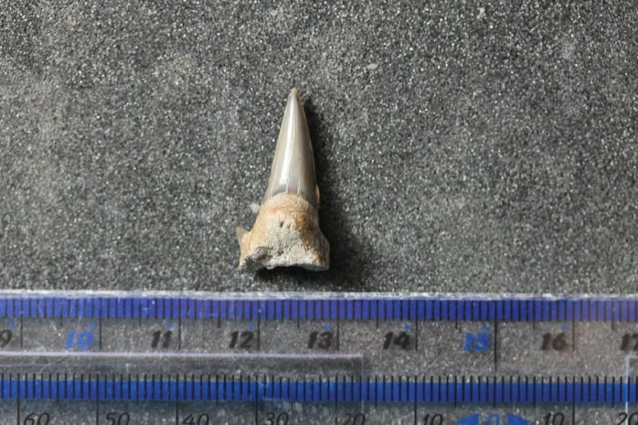 Cretolamna — Cretolamna appendiculata (NHMUK PV P 73303)