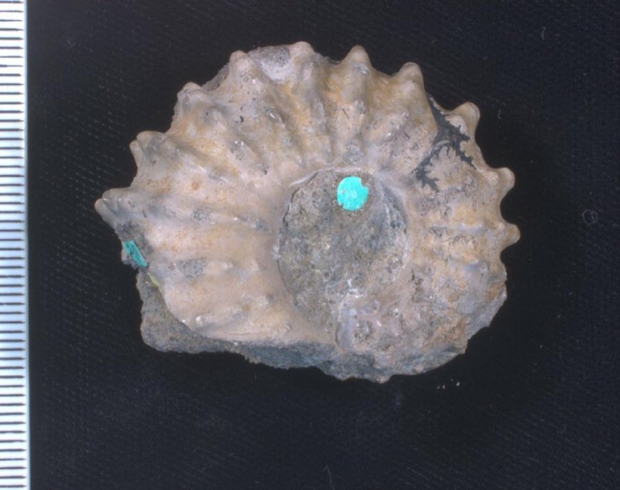 Douvilleiceras — Douvilleiceras mammillatum (NHMUK PI C 3670)