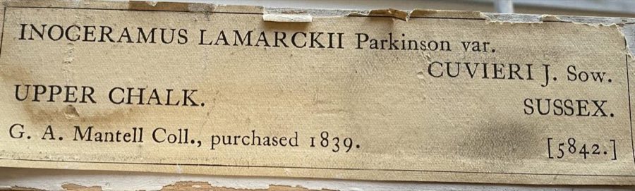 Inoceramus — Inoceramus lamarckii Parkinson, 1819 (NHMUK PI OR 5842)