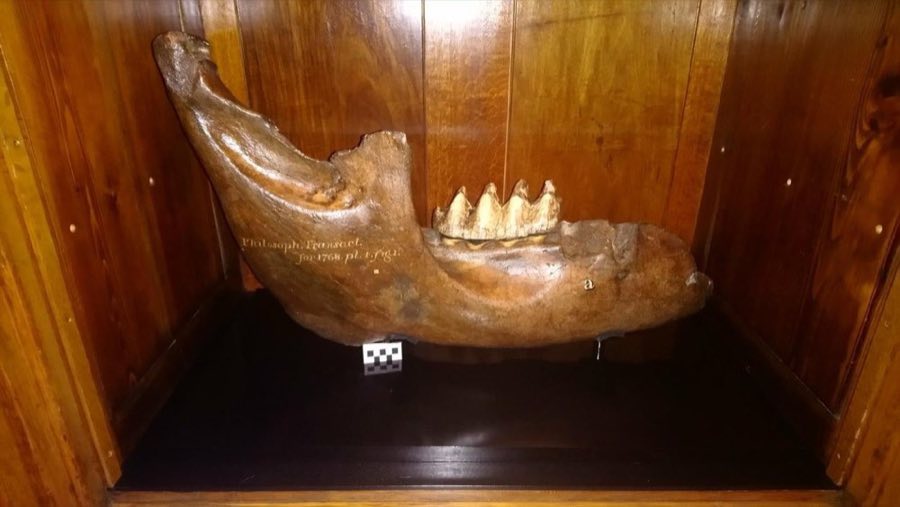 Mammut americanum — Mammut americanum (Kerr, 1792), FIGURED (NHMUK PV M 92734)