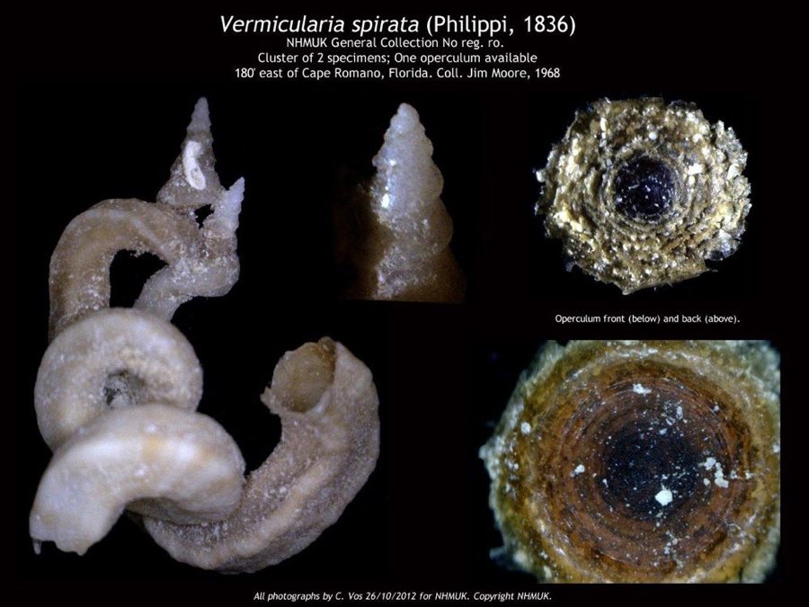 Vermicularia — Vermicularia spirata (Philippi, 1836) (NHMUK 20096308)