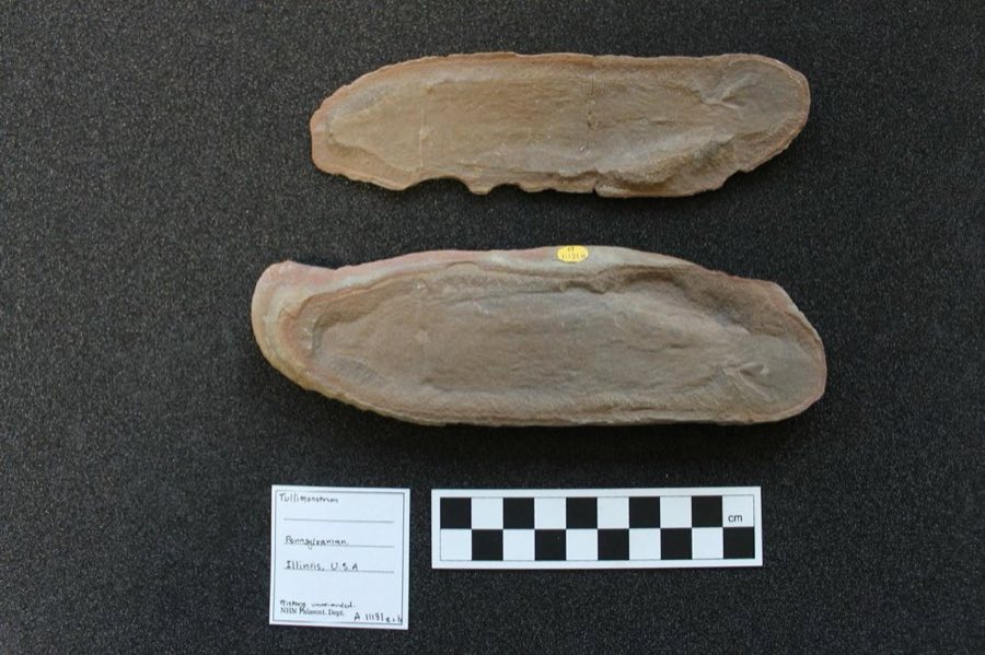 Tullimonstrum gregarium — Tullimonstrum gregarium Richardson, 1966, NON-TYPE (NHMUK PI A 11131 b)