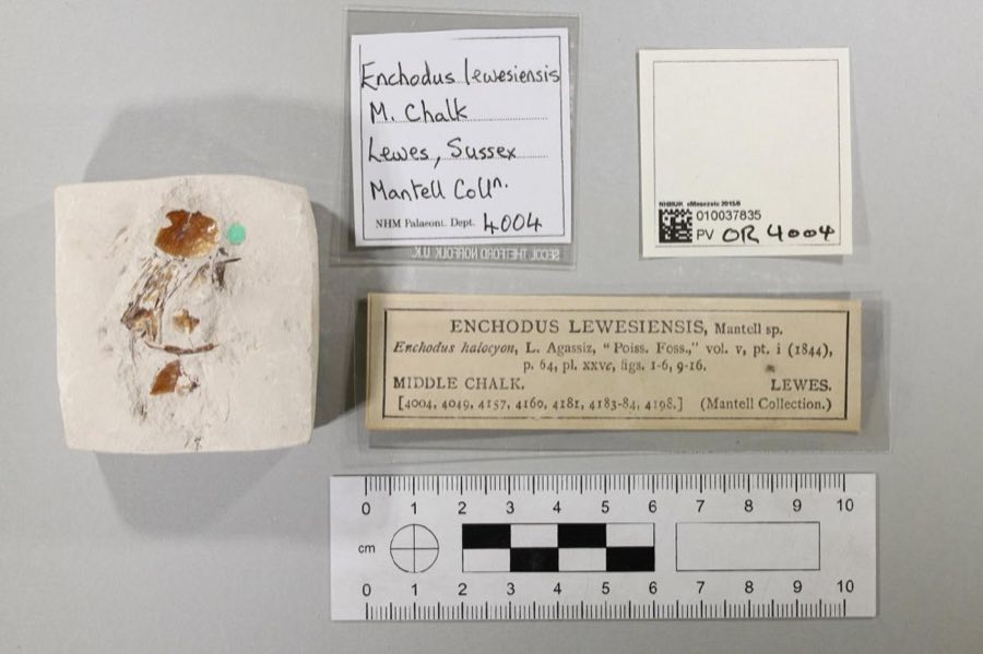 Enchodus — Enchodus lewesiensis (Mantell, 1822) (NHMUK PV P 77673)