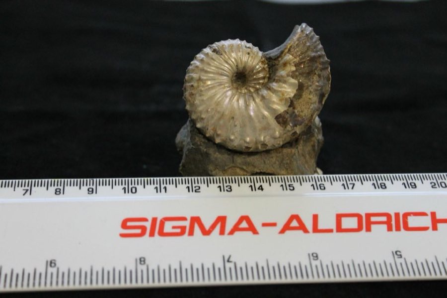 Discoscaphites — Discoscaphites gulosus (NHMUK PI CA 5283)