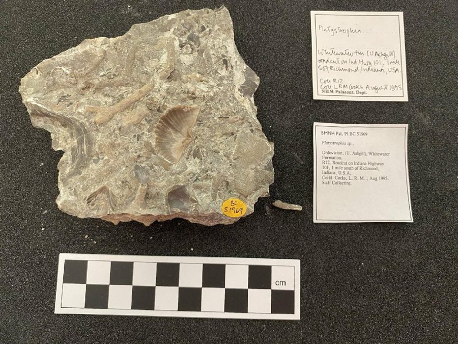 Platystrophia — Platystrophia King 1850, NON-TYPE (NHMUK PI BC 51969)