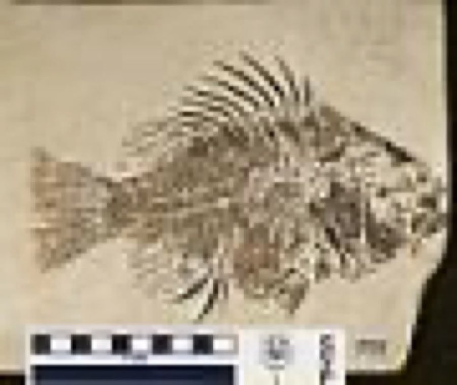 Priscacara serrata — Priscacara serrata Cope