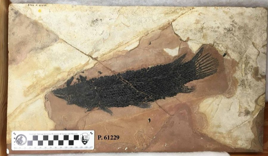Lepisosteus — Lepisosteus cuneatus Cope, 1884 (NHMUK PV P 61229)