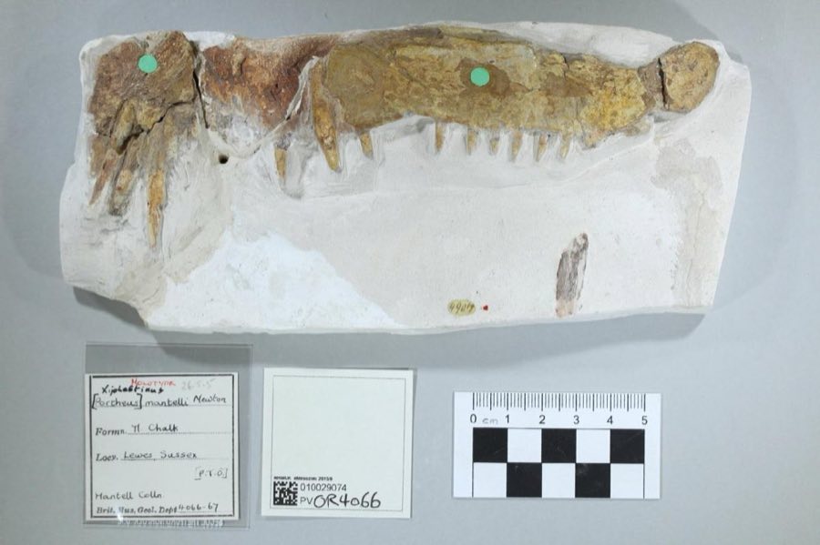 Xiphactinus audax — Xiphactinus mantelli (Newton, 1877), HOLOTYPE (NHMUK PV OR 4066)