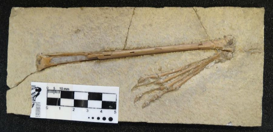 Rhamphorhynchus muensteri — Rhamphorhynchus muensteri Goldfuss, 1831, Cited (NHMUK PV OR 42737)
