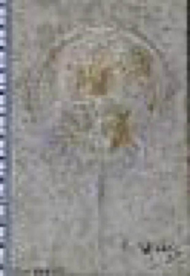 Mesolimulus walchi — Mesolimulus walchi (Desmarest, 1822)