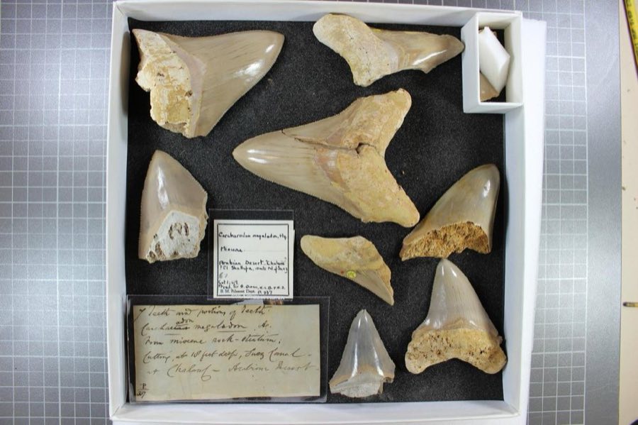 Otodus megalodon — Otodus megalodon infraphylum Gnathostomata Agassiz, 1843 (NHMUK PV P 76810)