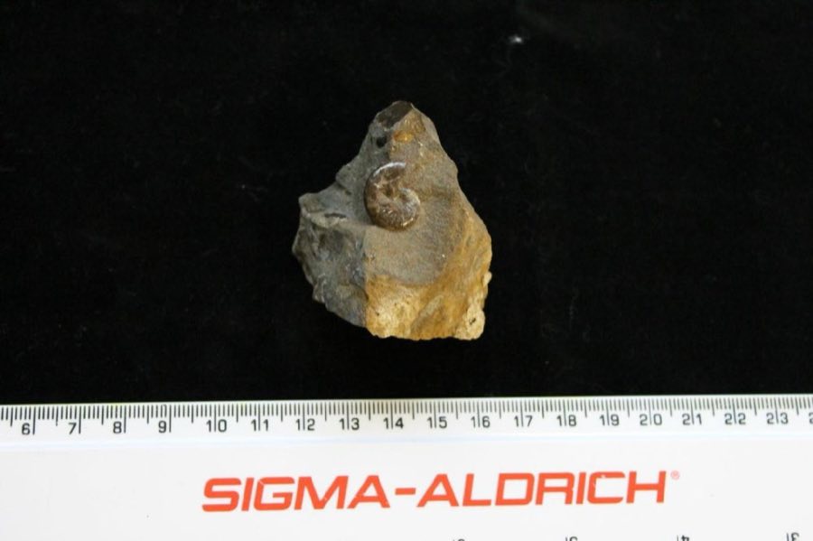 Discoscaphites — Discoscaphites rossi (NHMUK PI CA 5284)