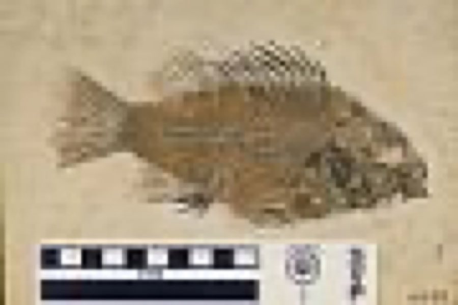 Priscacara serrata — Priscacara serrata Cope