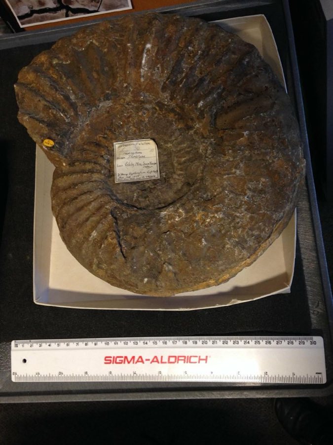 Asteroceras — Asteroceras stellare (Sowerby, 1815) (NHMUK PI C 79644)