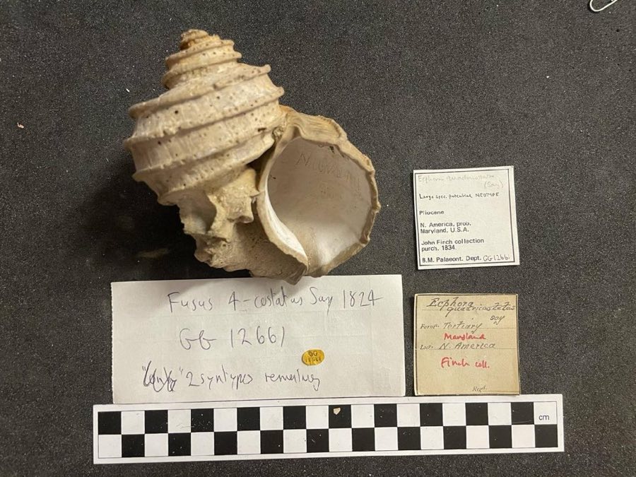Ecphora — Ecphora quadricostata (Conrad, 1830) (NHMUK PI GG 12661)