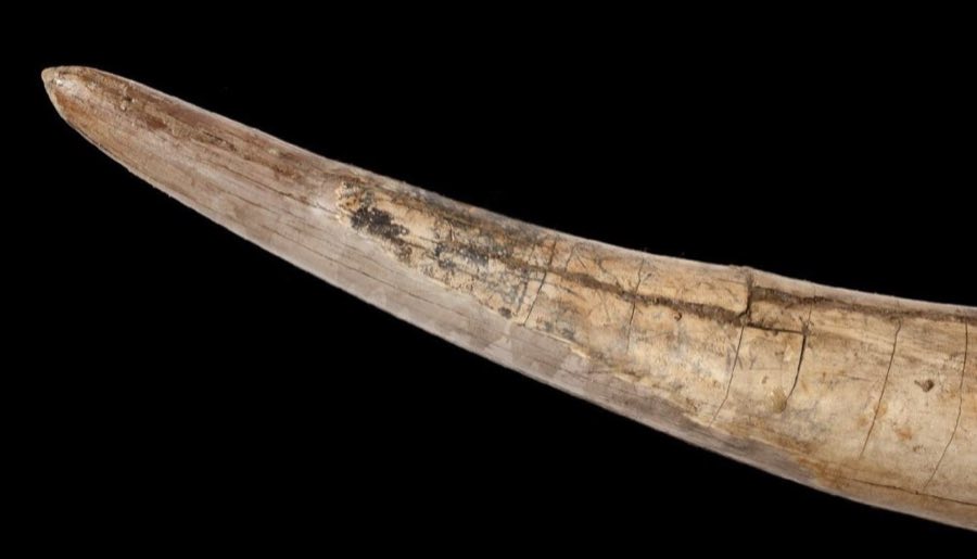 Mammut americanum — Mammut americanum (Kerr, 1792), NON-TYPE (NHMUK PV OR 17395)