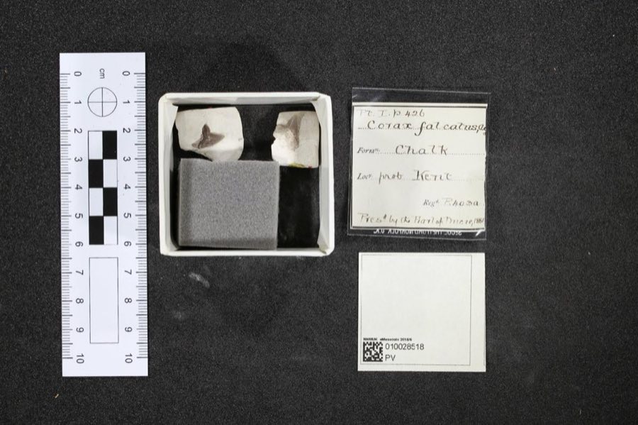 Squalicorax — Squalicorax falcatus infraphylum Gnathostomata (Agassiz), CITED (NHMUK PV P 77773)