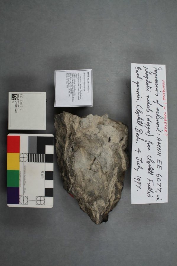 Hemiaster — Hemiaster (NHMUK PI EE 6077 b)