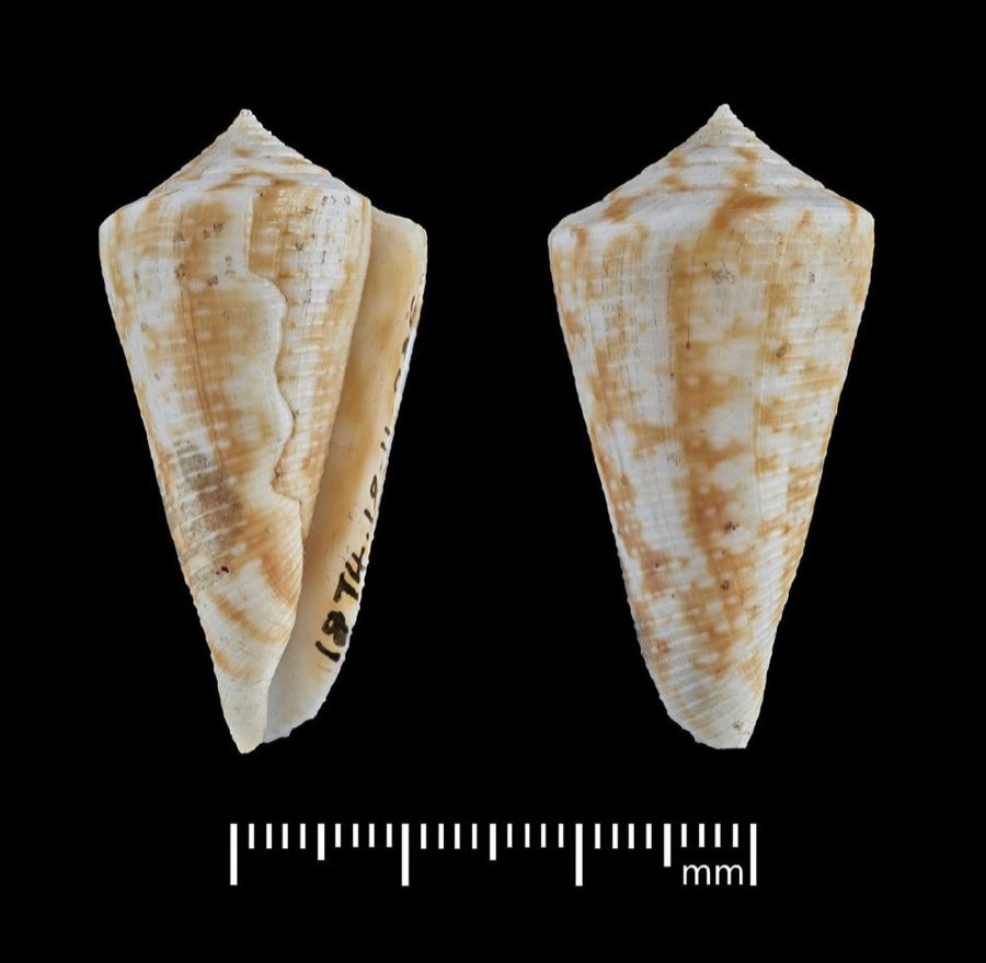 Conus — Conus lemniscatus Reeve, 1849, HOLOTYPE (NHMUK 1874.12.11.285)