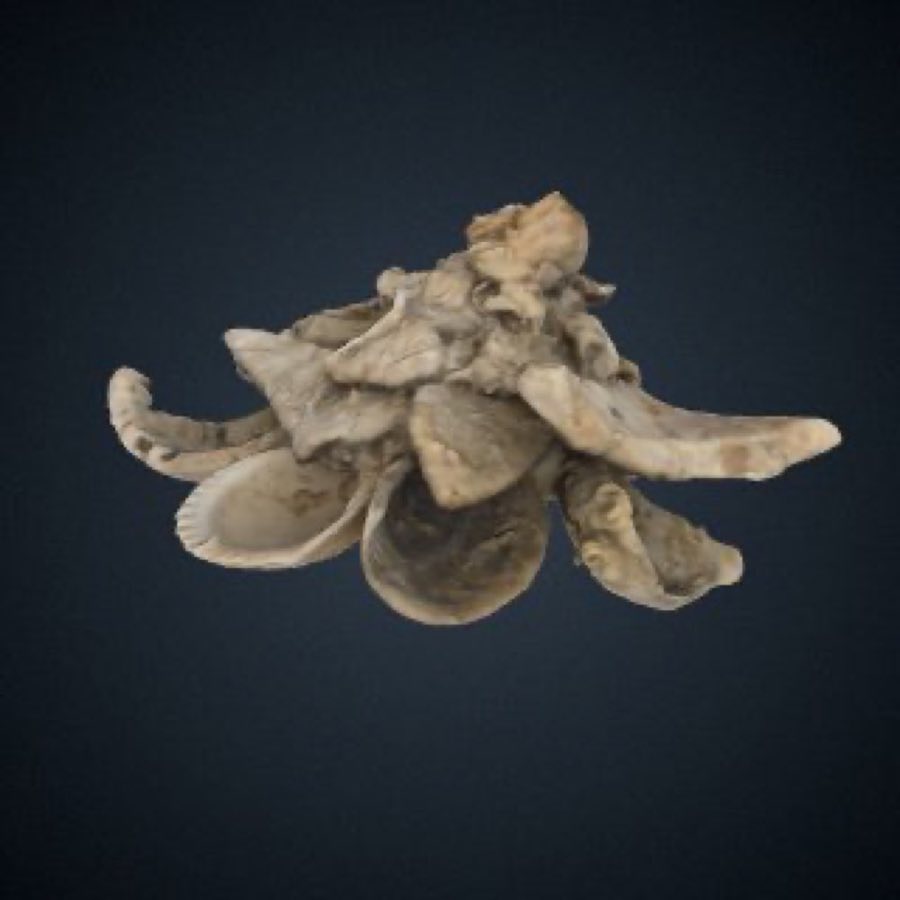 Xenophora — Xenophora conchyliophora