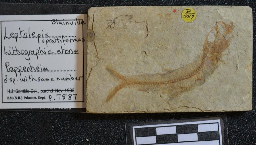 Leptolepides sprattiformis — Leptolepides sprattiformis (Blainville, 1818) (NHMUK PV P 7587 a)