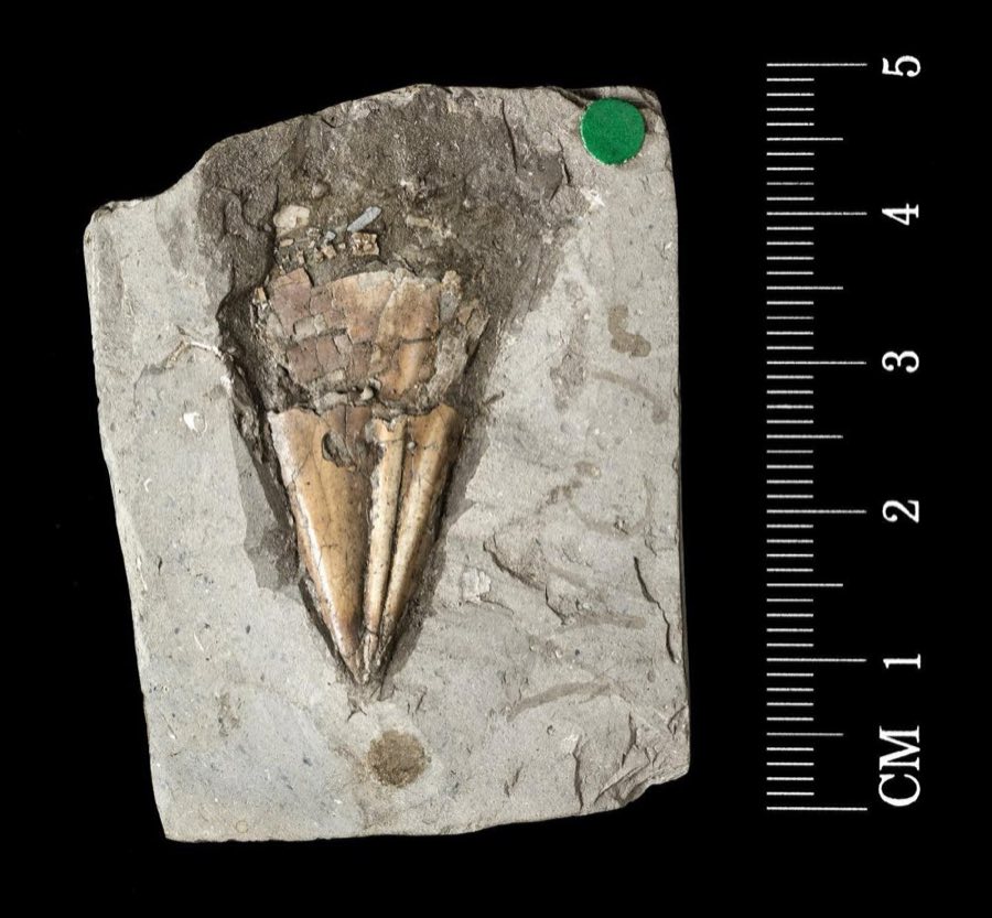 Belemnites — Belemnites owenii Pratt (NHMUK PI OR 88604 (a))