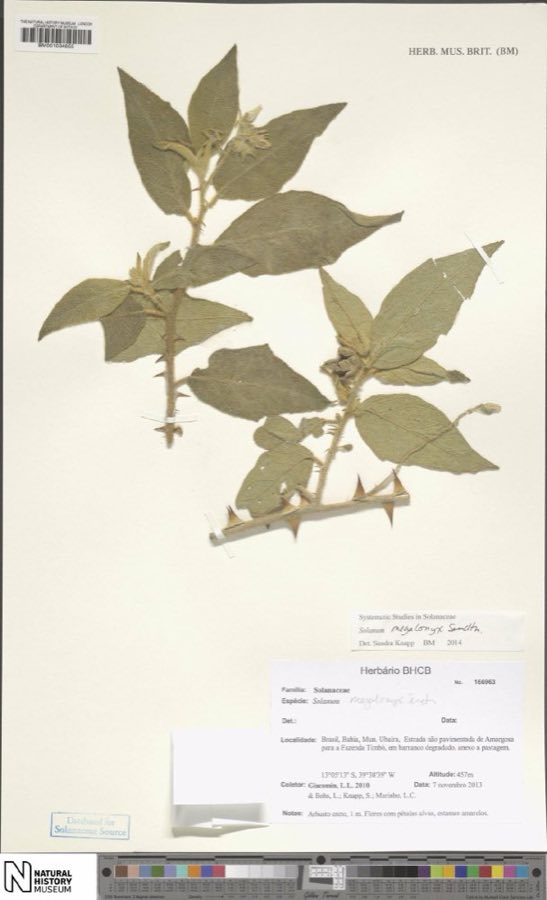 Megalonyx — Solanum megalonyx Sendtn. (NHMUK BM001034855)