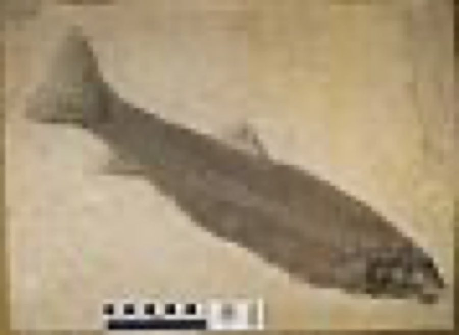 Notogoneus osculus — Notogoneus osculus Cope