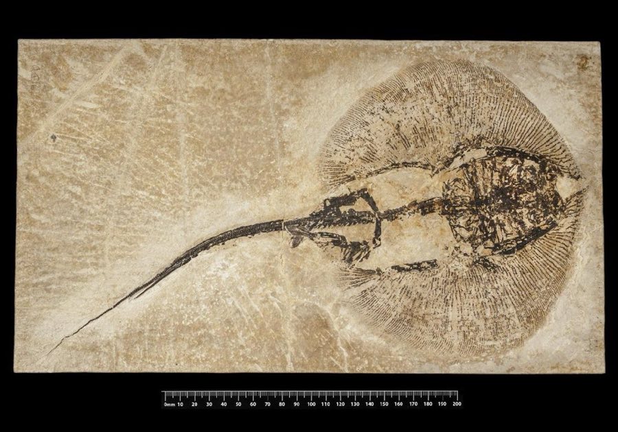 Heliobatis radians — Heliobatis radians Marsh, 1877 (NHMUK PV P 26800)